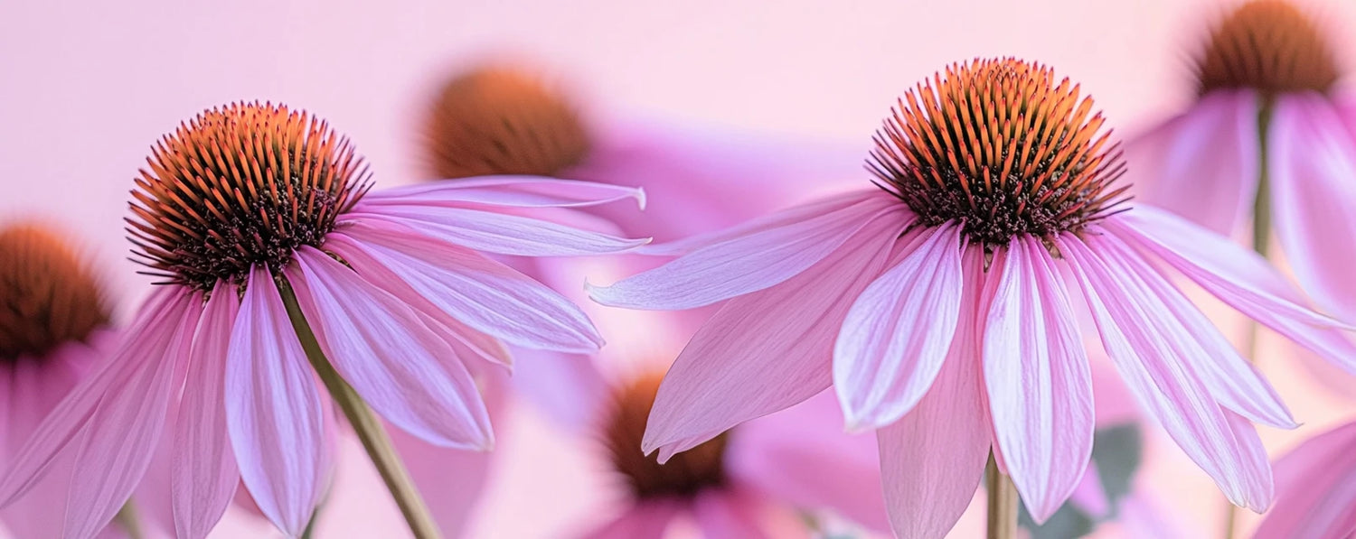 Echinacea: A Nutritional Powerhouse for Immunity and More - Herba