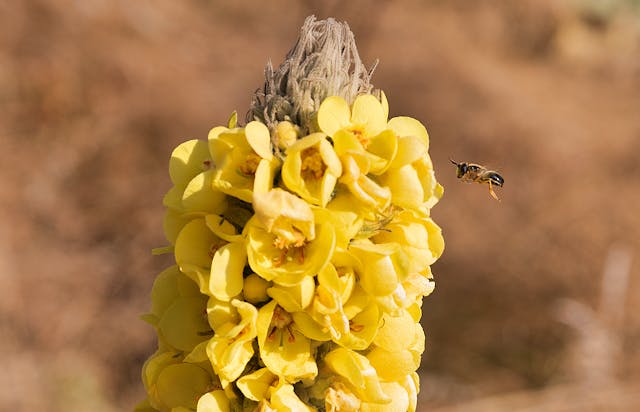 Breathe Easy with Nature's Support: Exploring the Respiratory Health Benefits of Mullein Extract and Other Natural Supplements - Herba