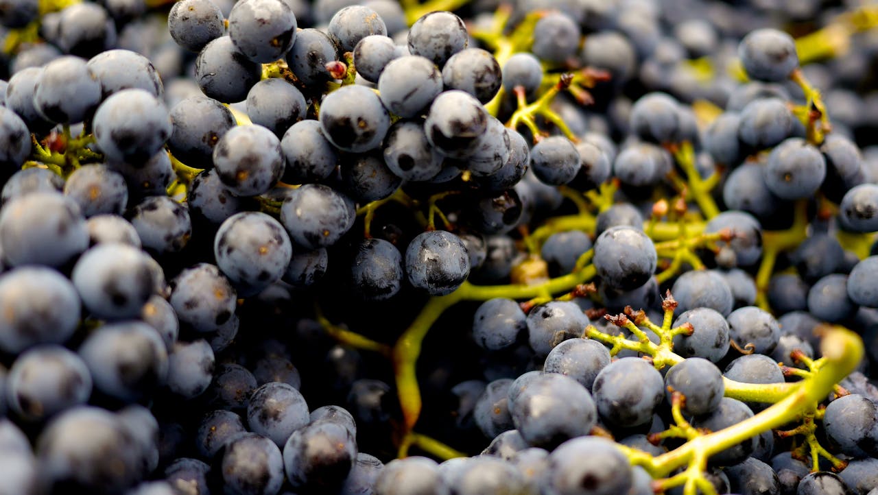 NMN and Resveratrol: A Dynamic Duo for Cellular Health? - Herba