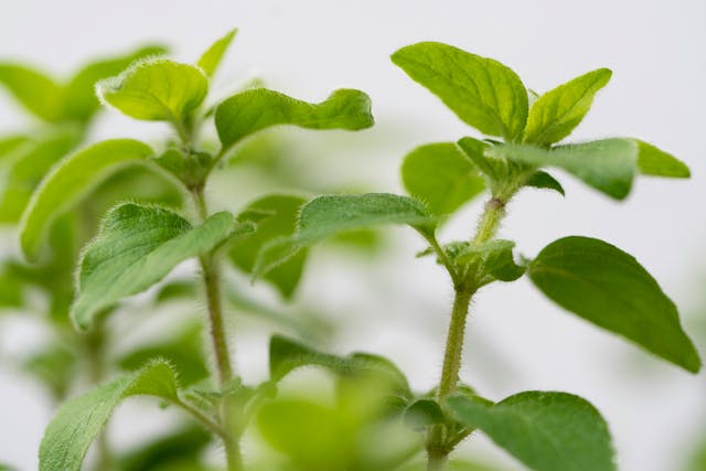 Oregano Oil: Nature's Potent Extract and Its Potential Health Benefits - Herba