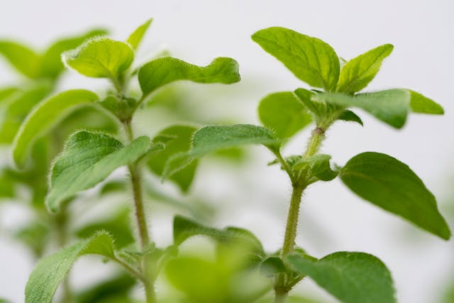 Oregano Oil: Nature's Potent Extract and Its Potential Health Benefits
