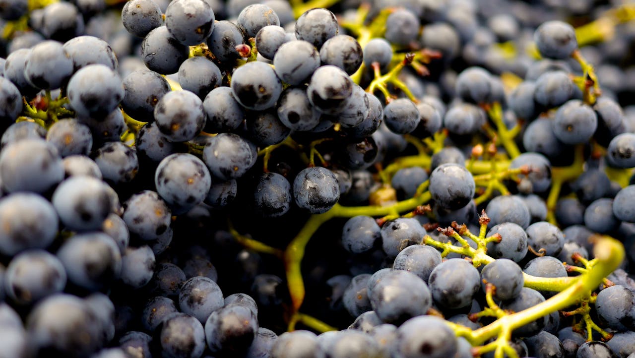 NMN and Resveratrol: A Dynamic Duo for Cellular Health?