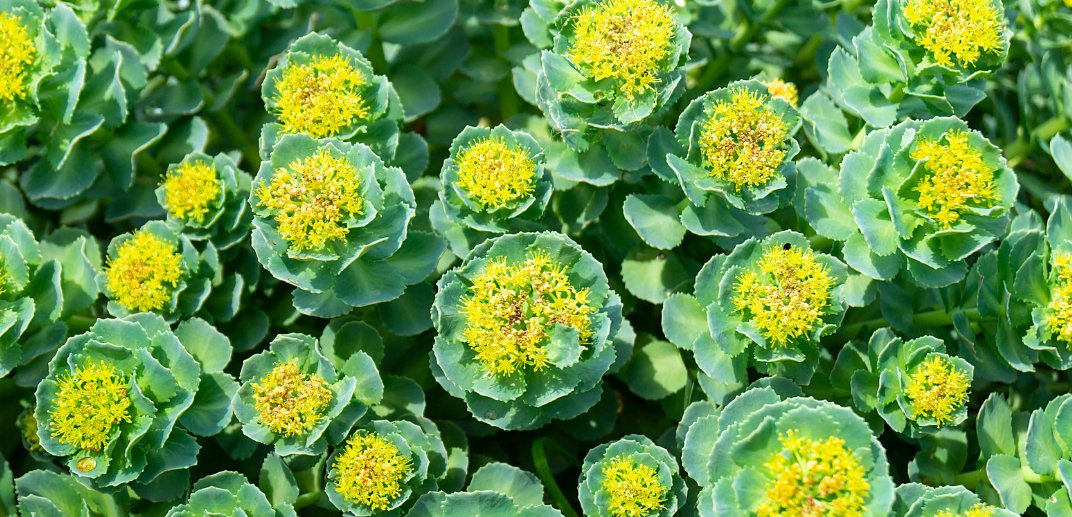 Rhodiola Rosea: Nature's Adaptogen for Stress and Energy Support - Herba