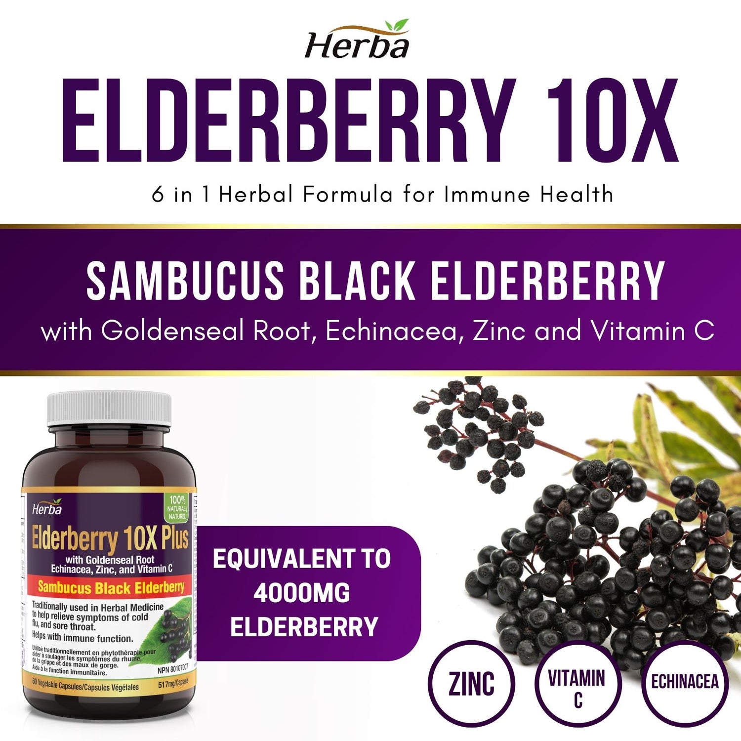 Sambucus Black Elderberry Capsules – 2,000mg Equivalent | 10:1 Extract with Echinacea and Goldenseal Root, Vitamin C, and Zinc