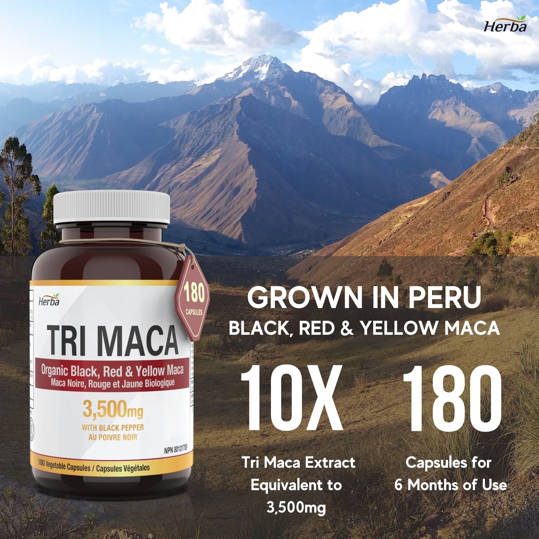 Herba Organic Tri Maca Supplement 3500mg – 180 Capsules | Made in Canada