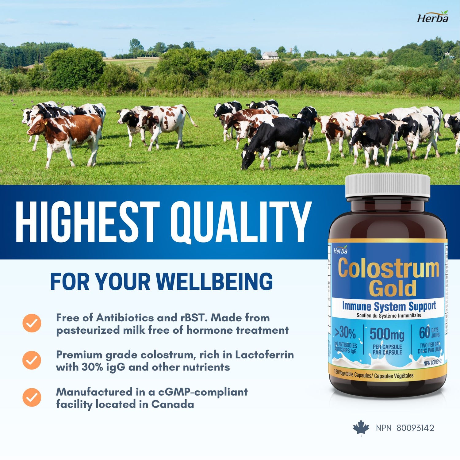 Suppléments de colostrum bovin 500 mg - 120 gélules | Riche en lactoferrine et immunoglobulines | 30 % d&