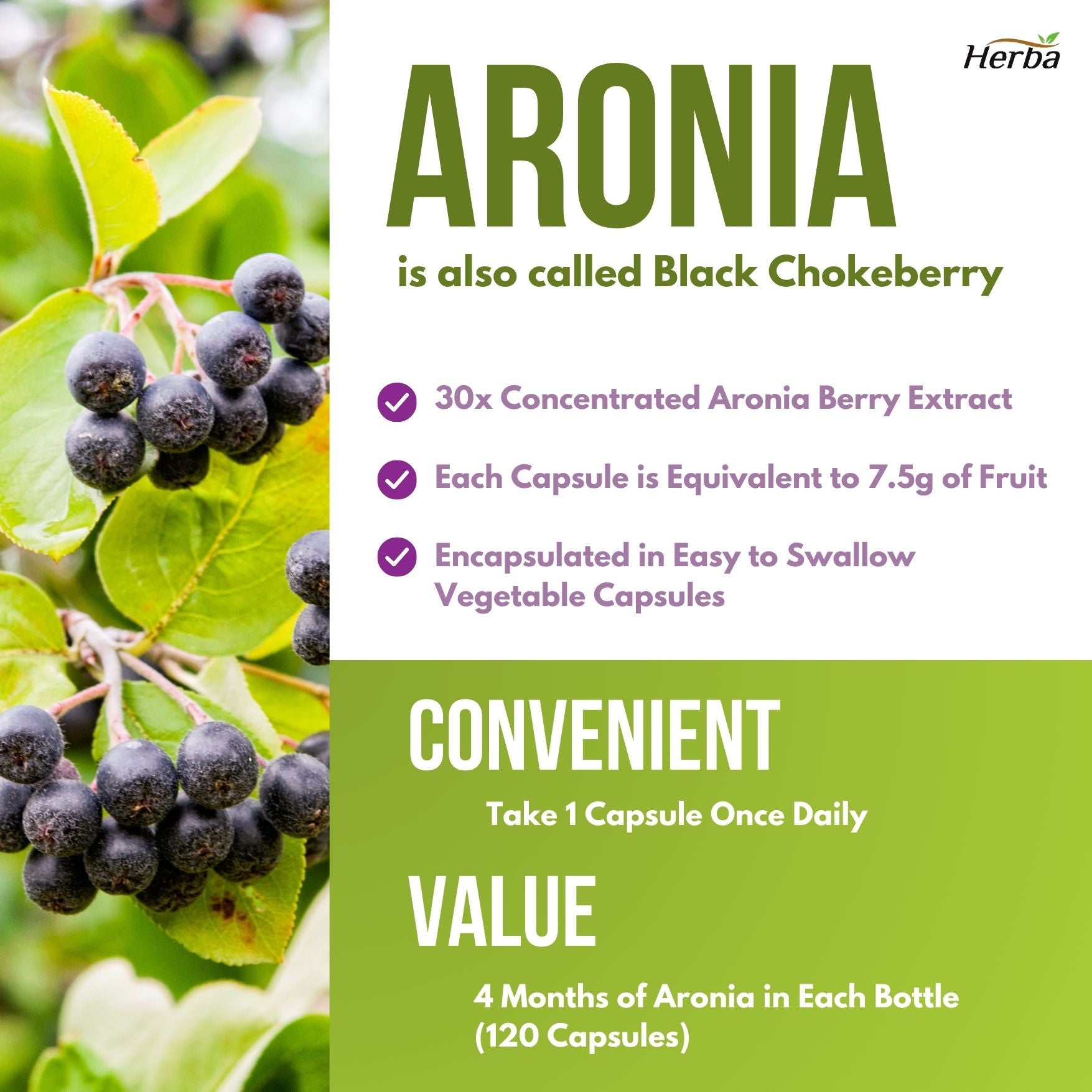 Aronia Berry Extract 250mg – 120 Capsules | 7500mg Fruit Equivalent | 30:1 Aronia Extract Supplement - Herba