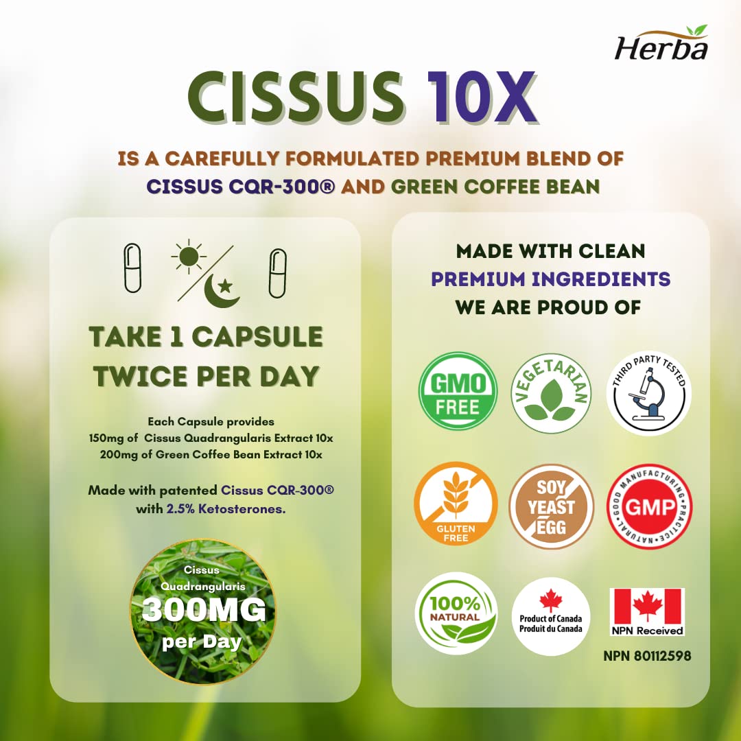 Cissus 10X Extract with Green Coffee Bean – 60 Capsules - Herba